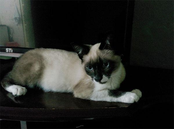 Foto da Agnes (um gato) deitada