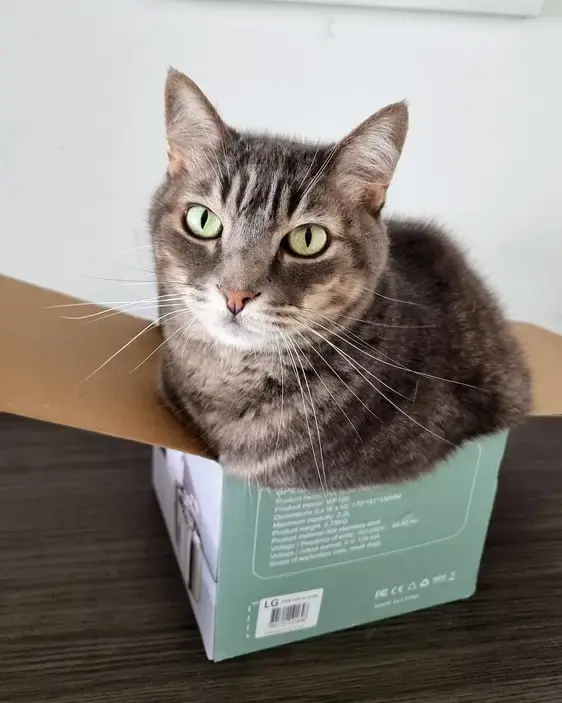 Cat in a box
