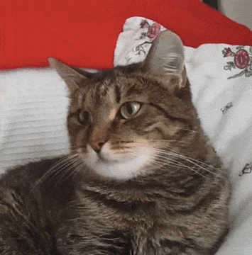 Gatinho com uma flor
