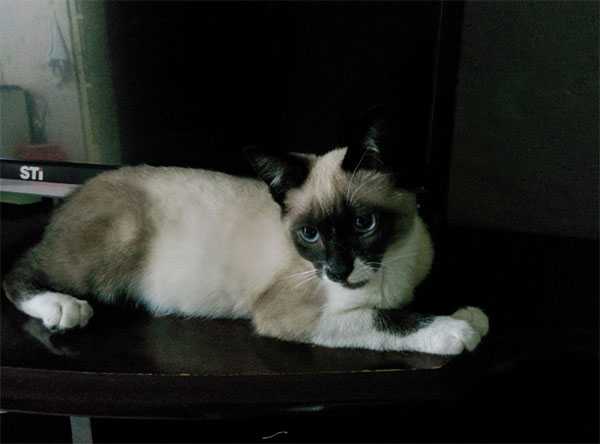 Foto da Agnes (um gato) deitada